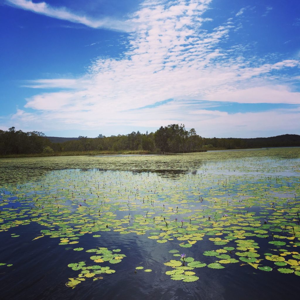 Noosa Everglades