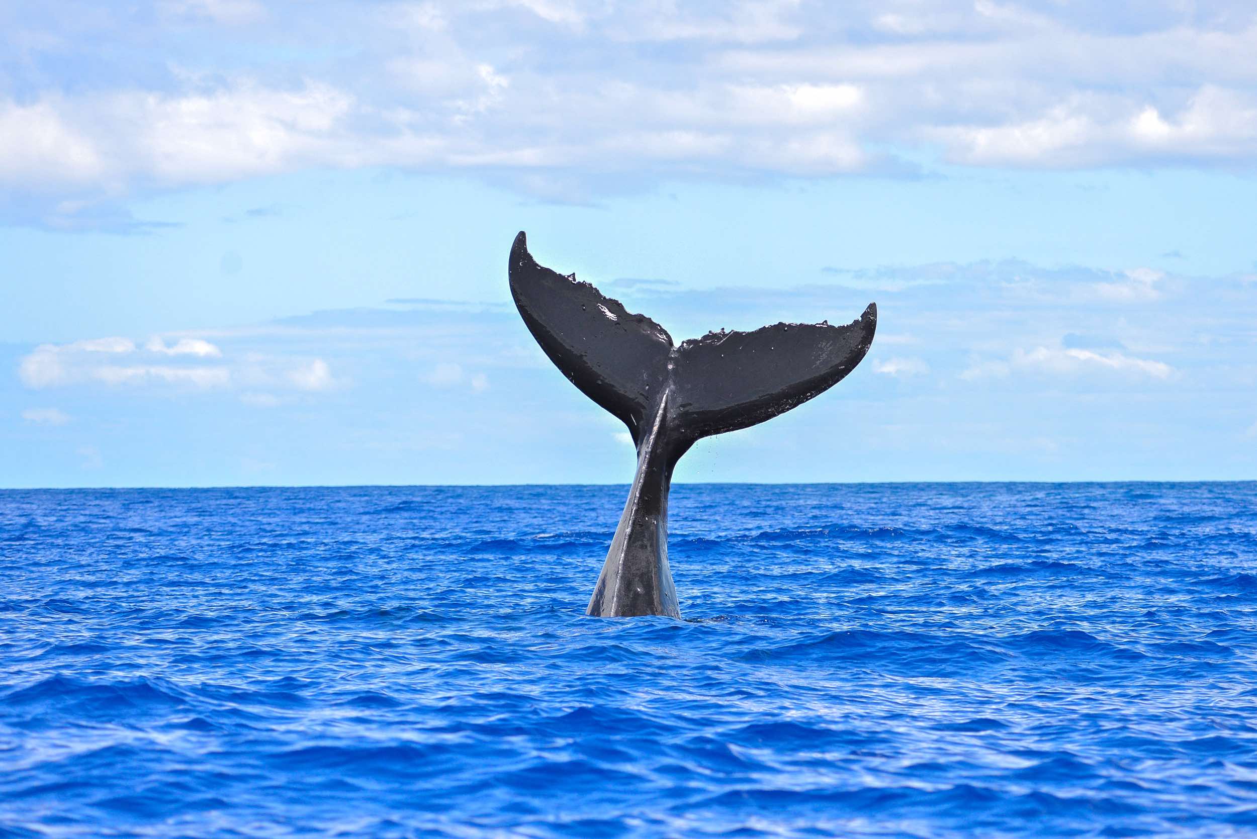 Noosa Whale Watching