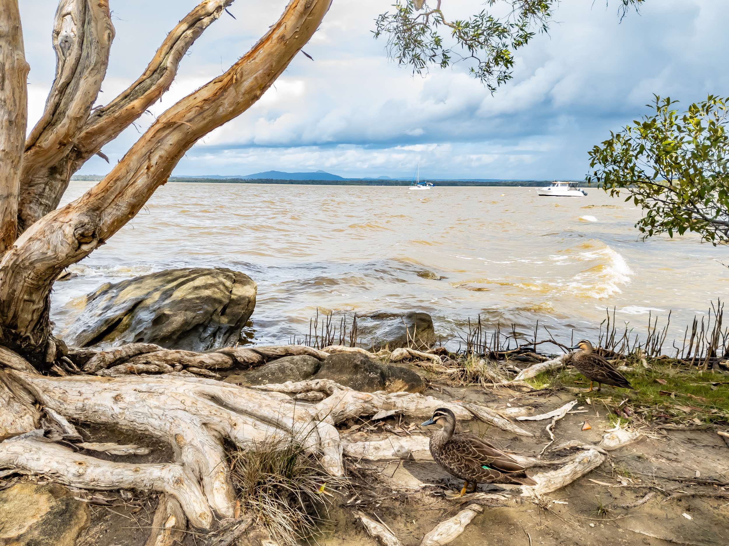 THe shores of Lake Cootharaba