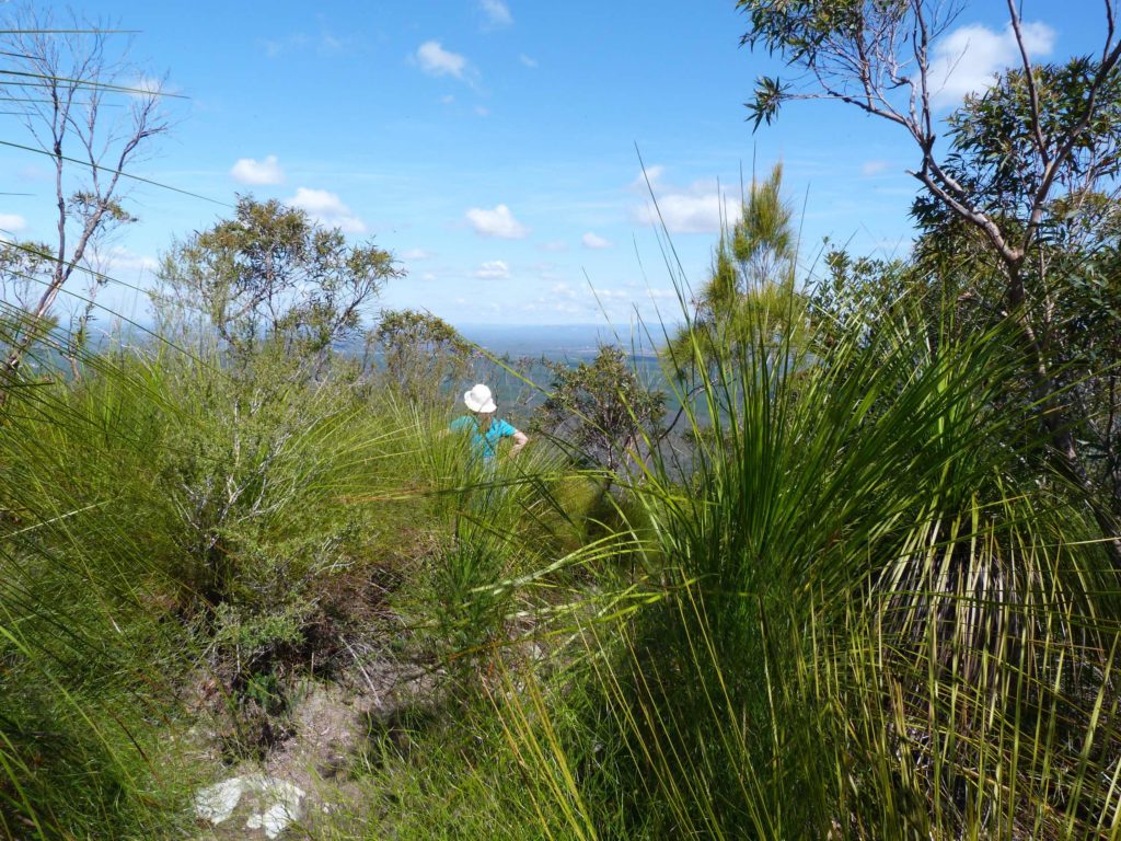 Tibrogargan summit - Glass House Mountain Walks 