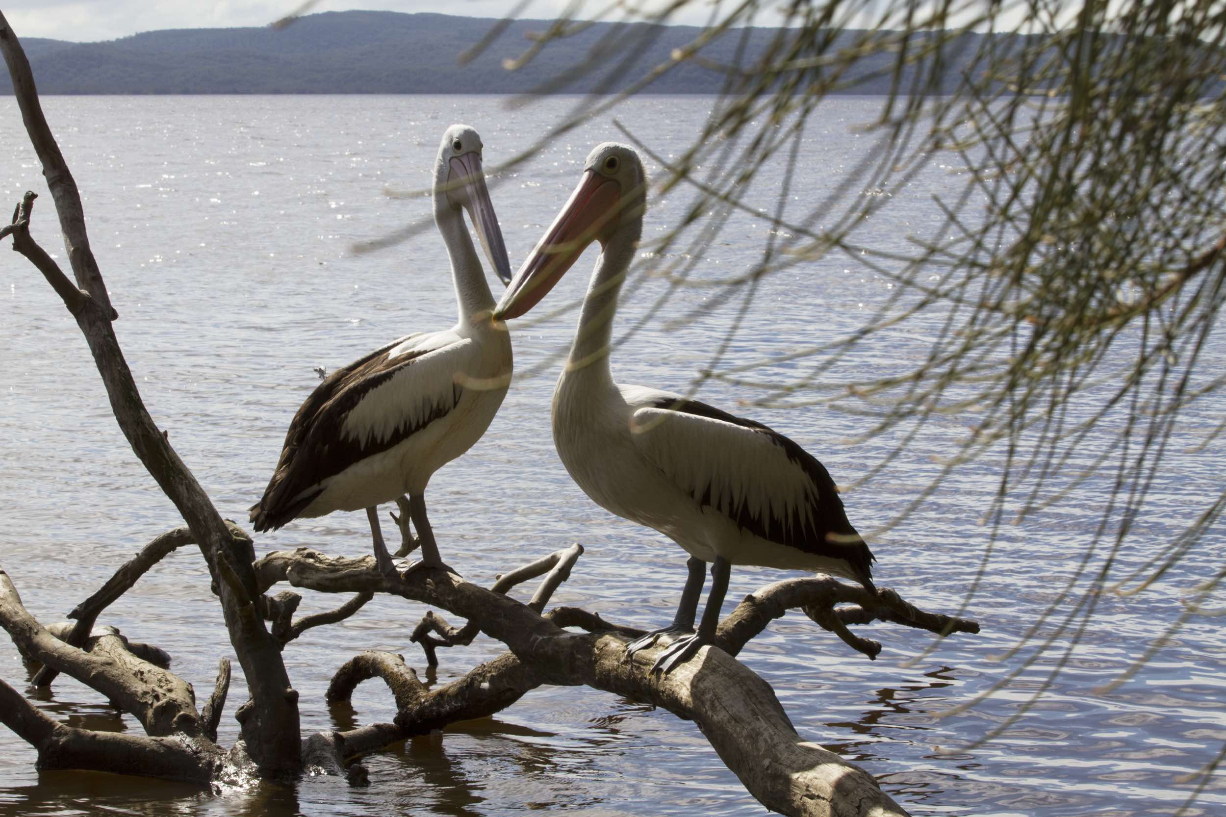 Boreen Point pelicans 