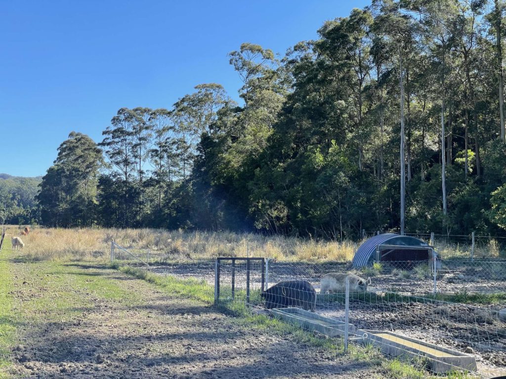 Pigs at Terella, North Arm