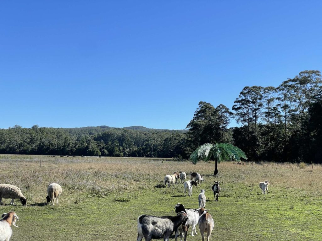 Terella Brewing Farm animals 