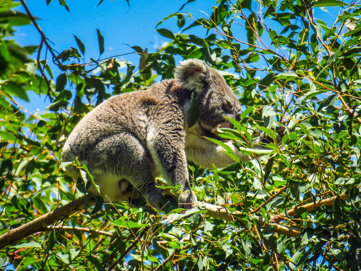Noosa National Park Koala 