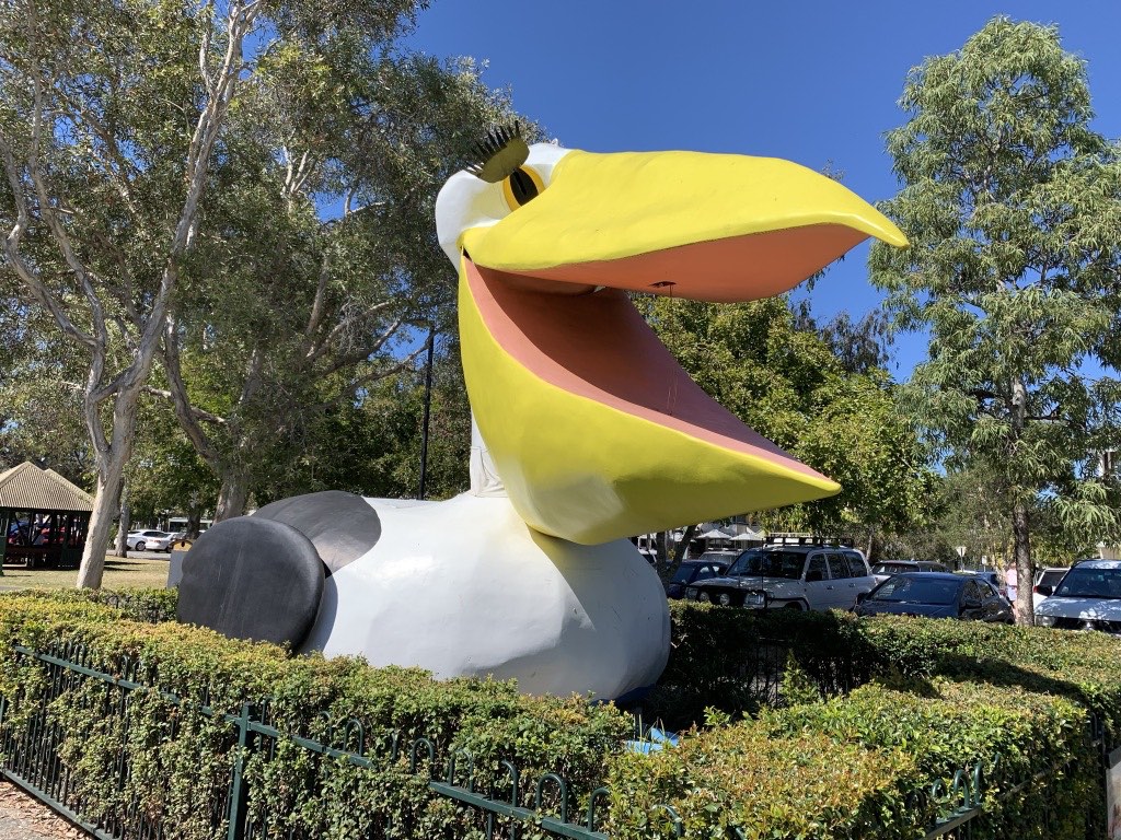 The Big Pelican - Noosa 