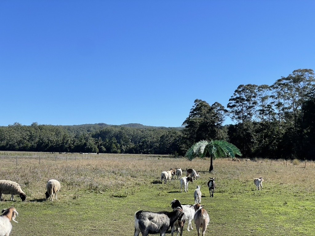 Goats at Terella 