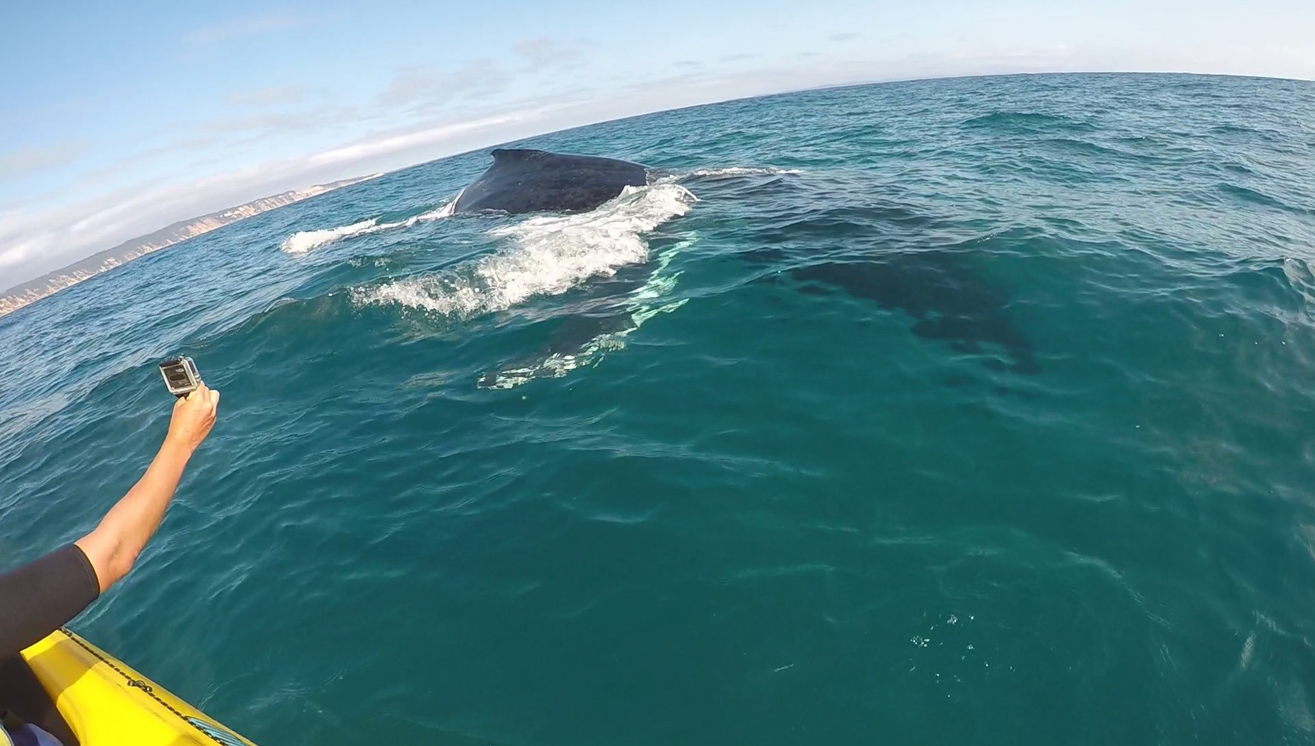 Kayaking with Whales 