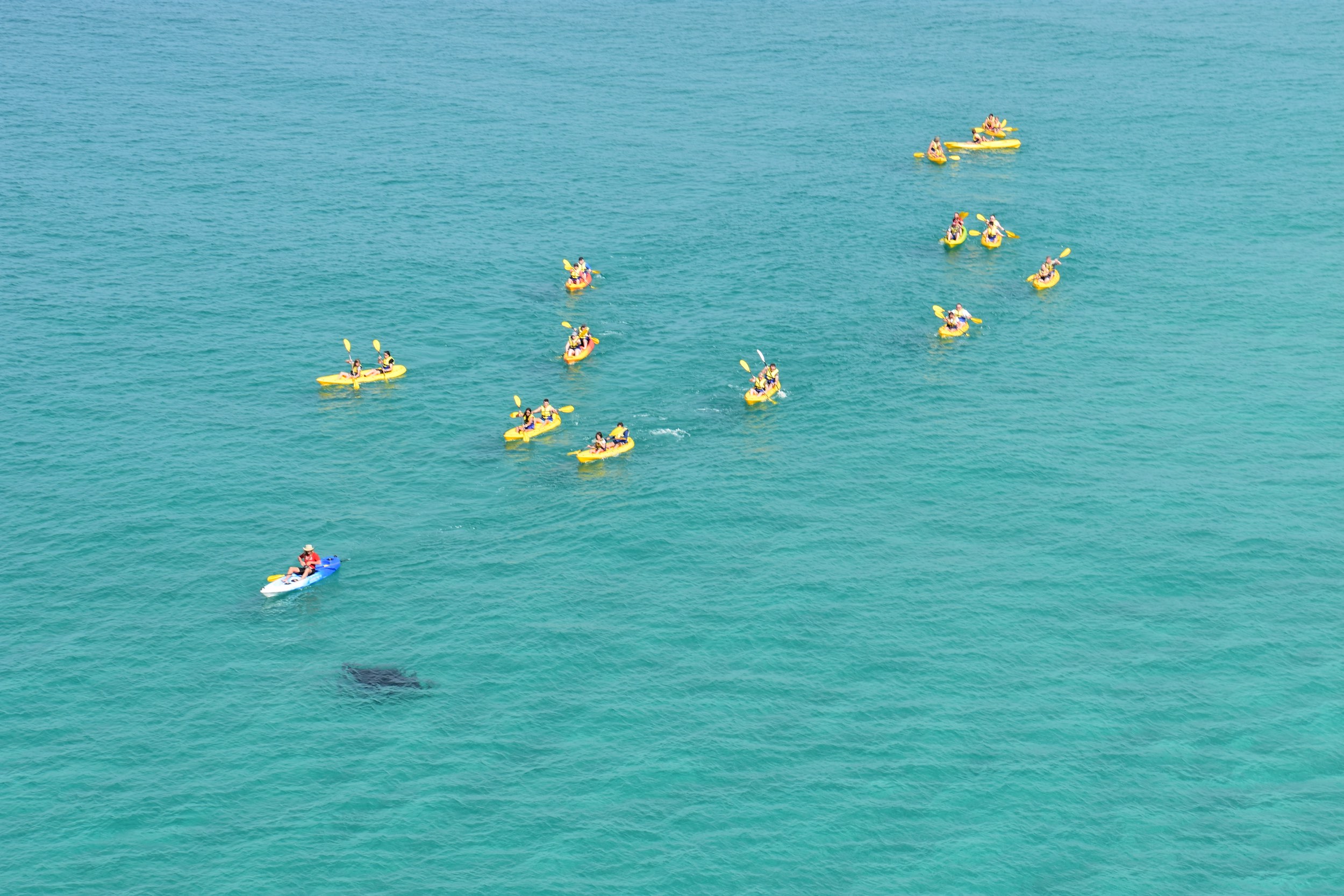 Noosa Kayak tour with sting ray 