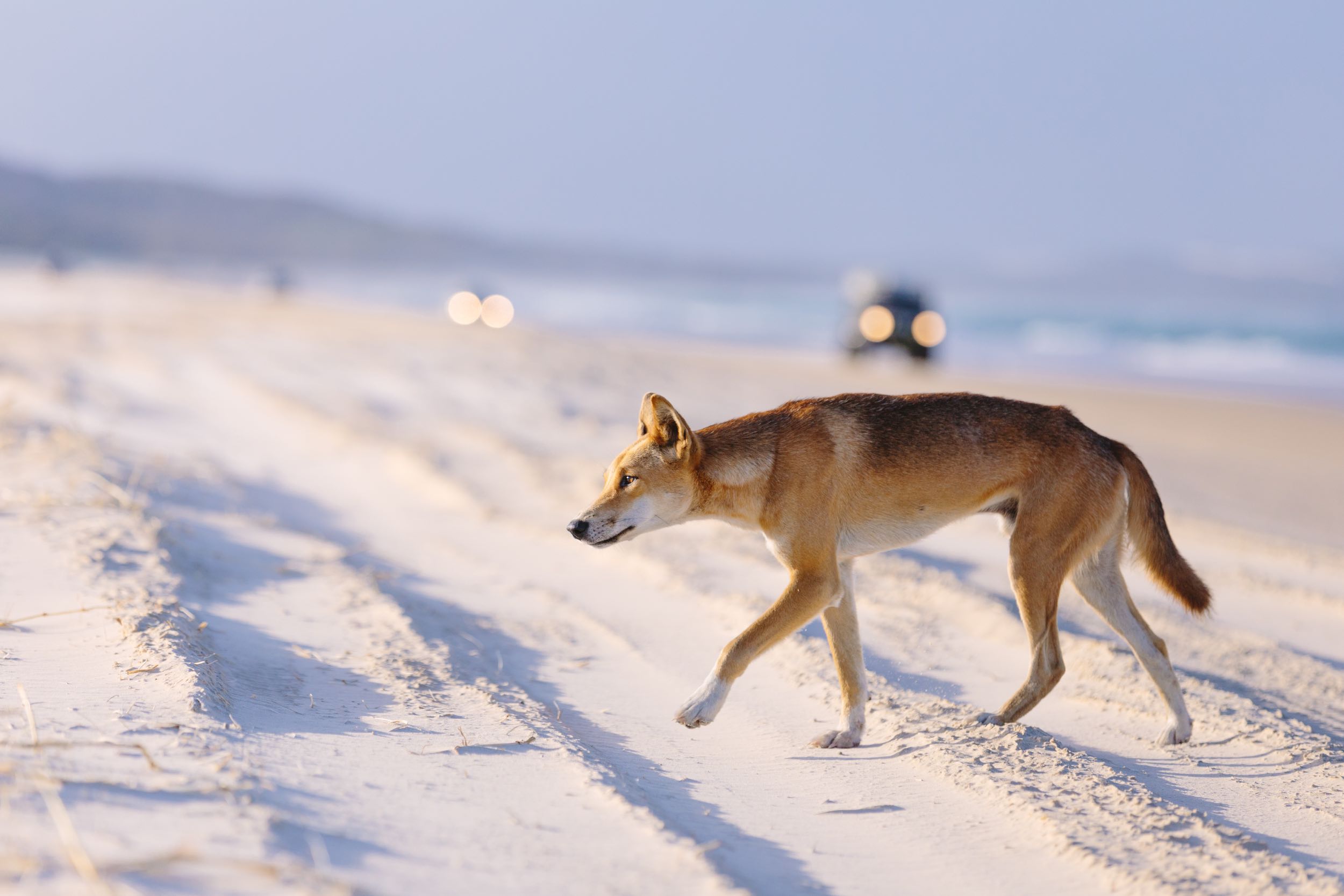 Dingo on Fraser island 