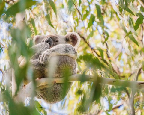 Koala sitting in Noosa National Park