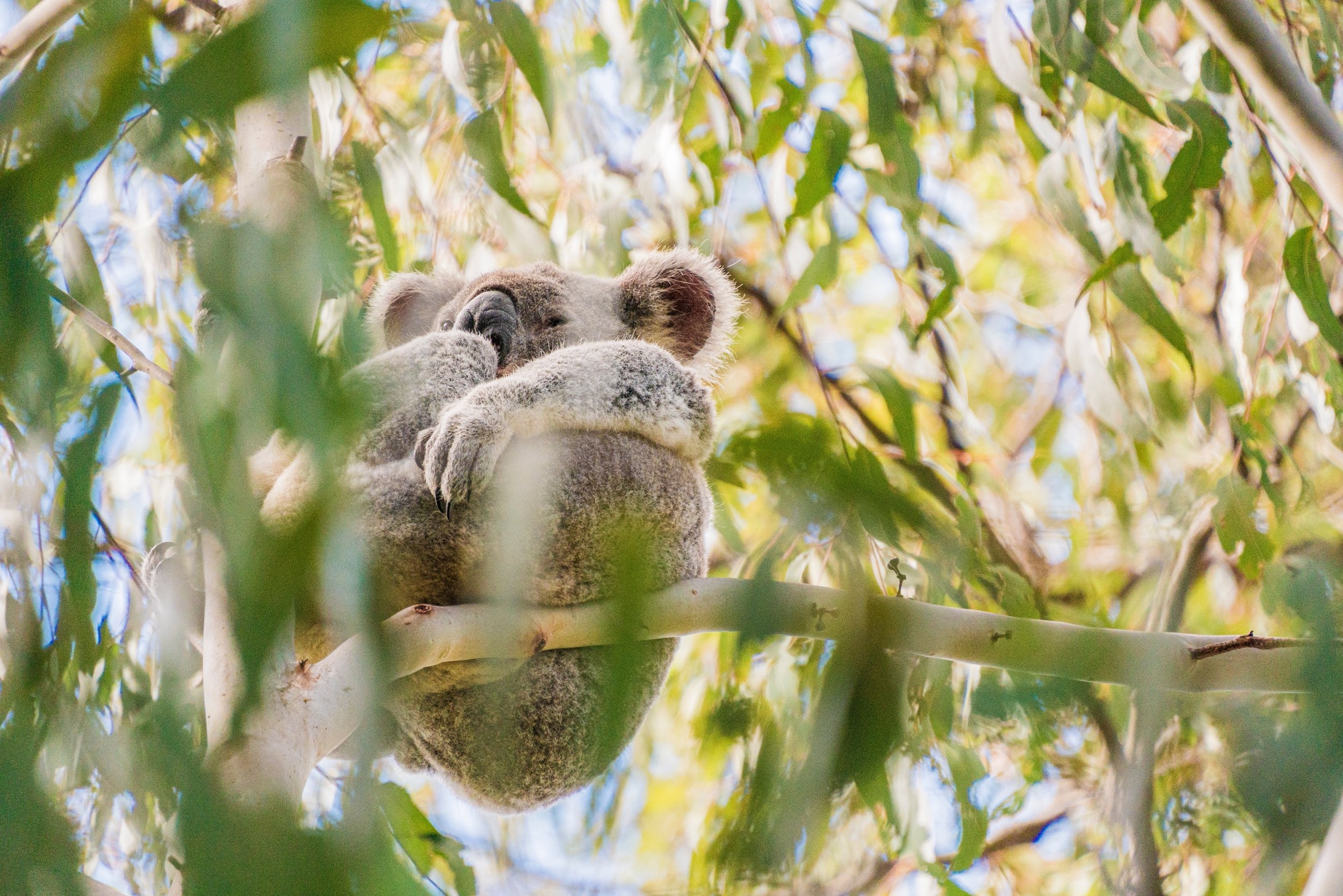 Koala sits in a eucalyptus tree in Noosa National Park