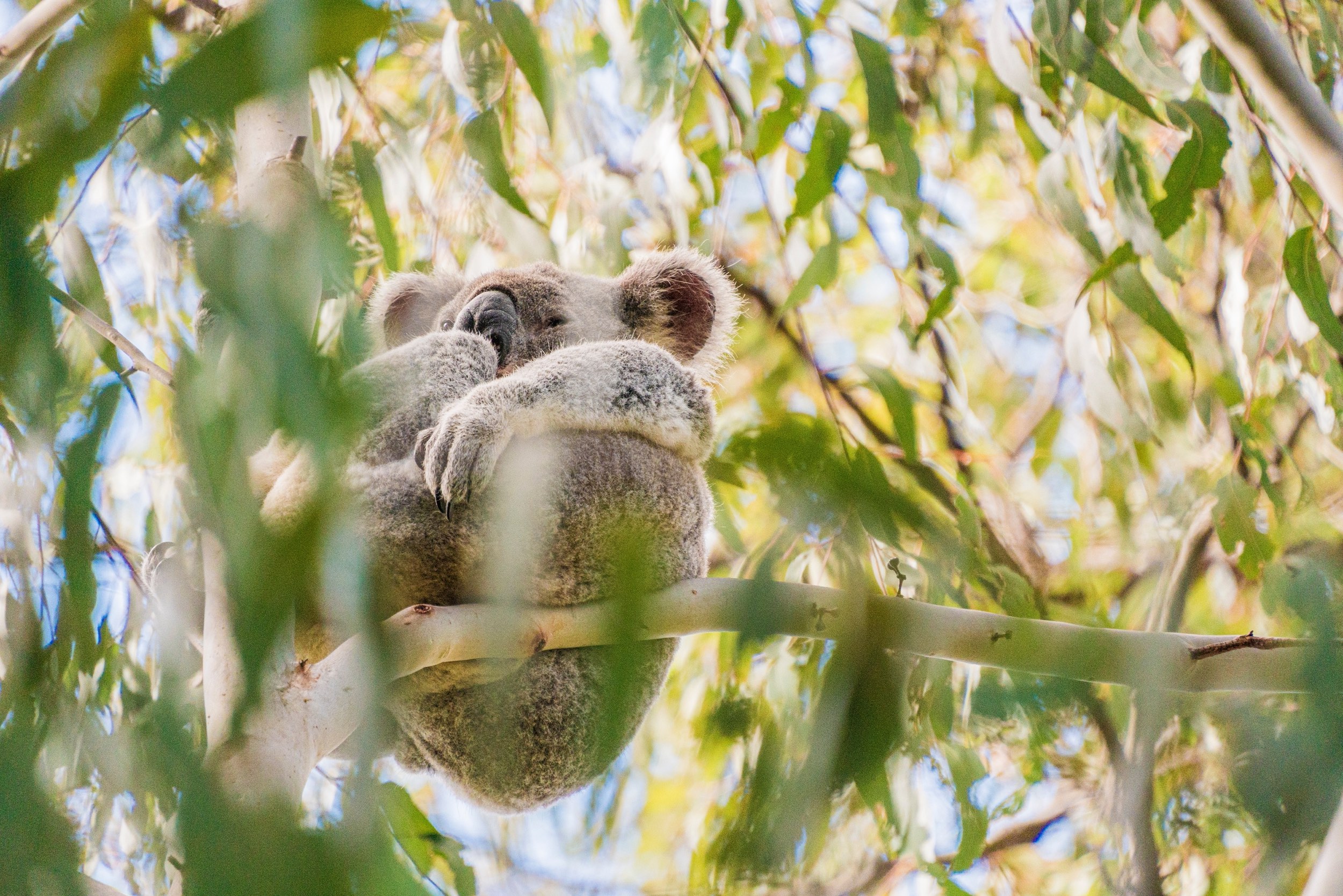 Koala sitting in Noosa National Park