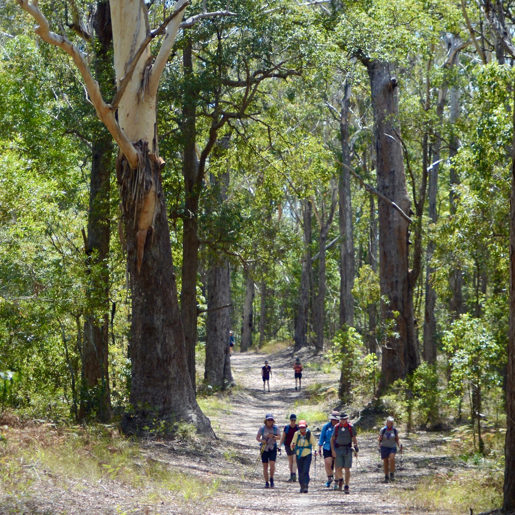 Great Noosa Trail Walk  - group walking through the forest in Noosa Hinterland