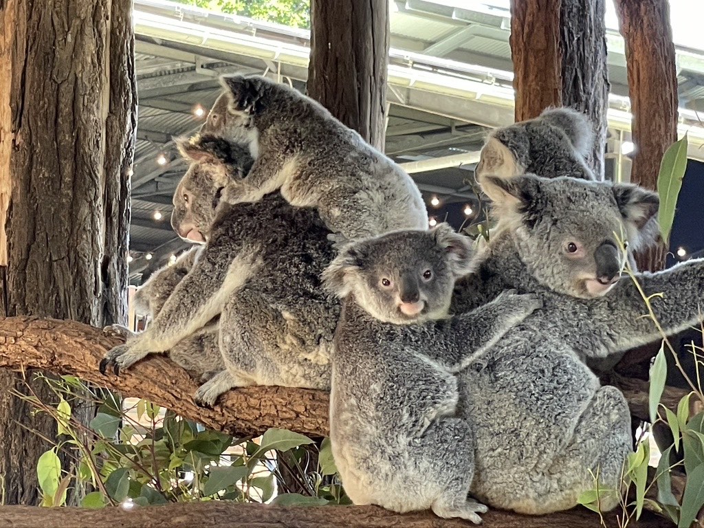 Australia Zoo