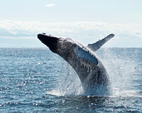 Whale Breaching with WhaleSongs Noosa
