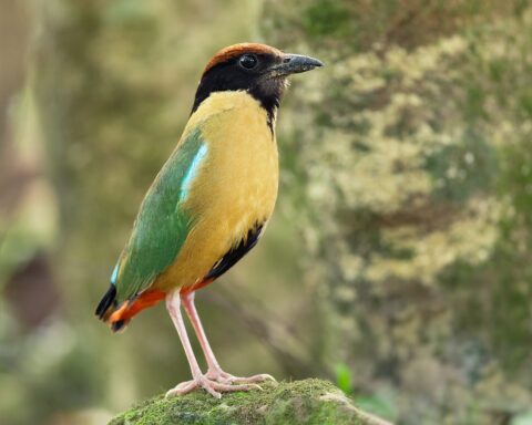 The noisy pitta bird with beautiful colouring