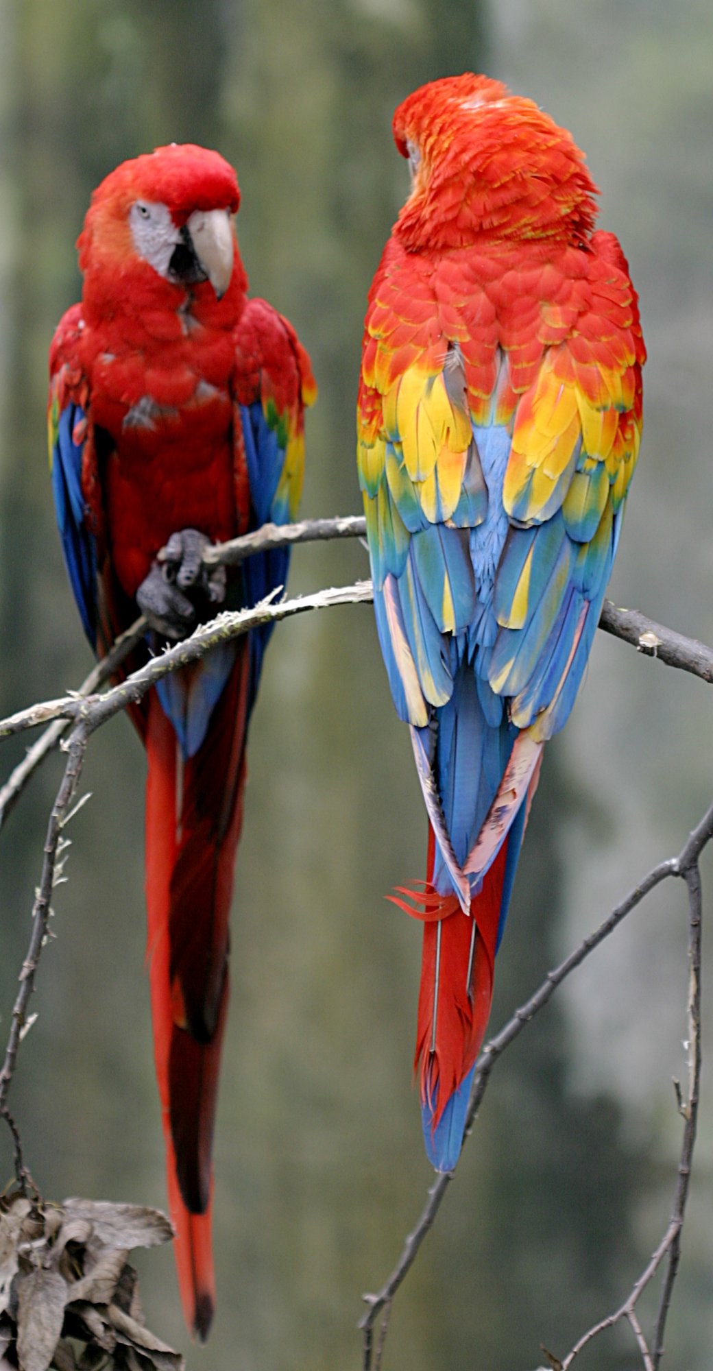 Scarlet Macaws