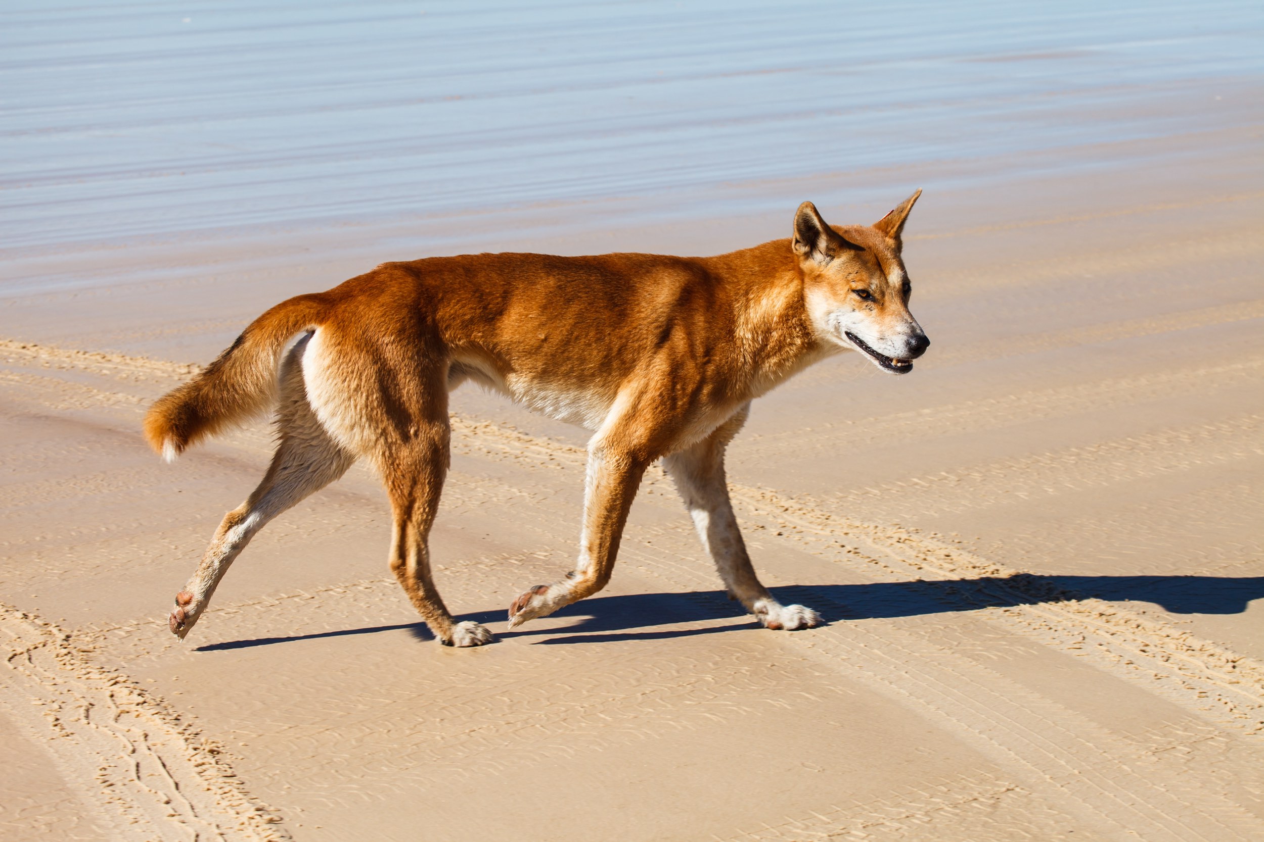 Dingo on Teewah Beach 