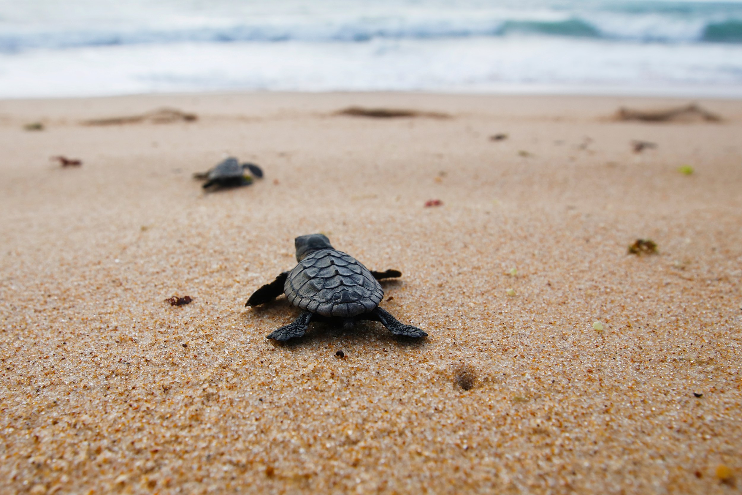 Baby Loggerhead Turtle making its way to the ocean