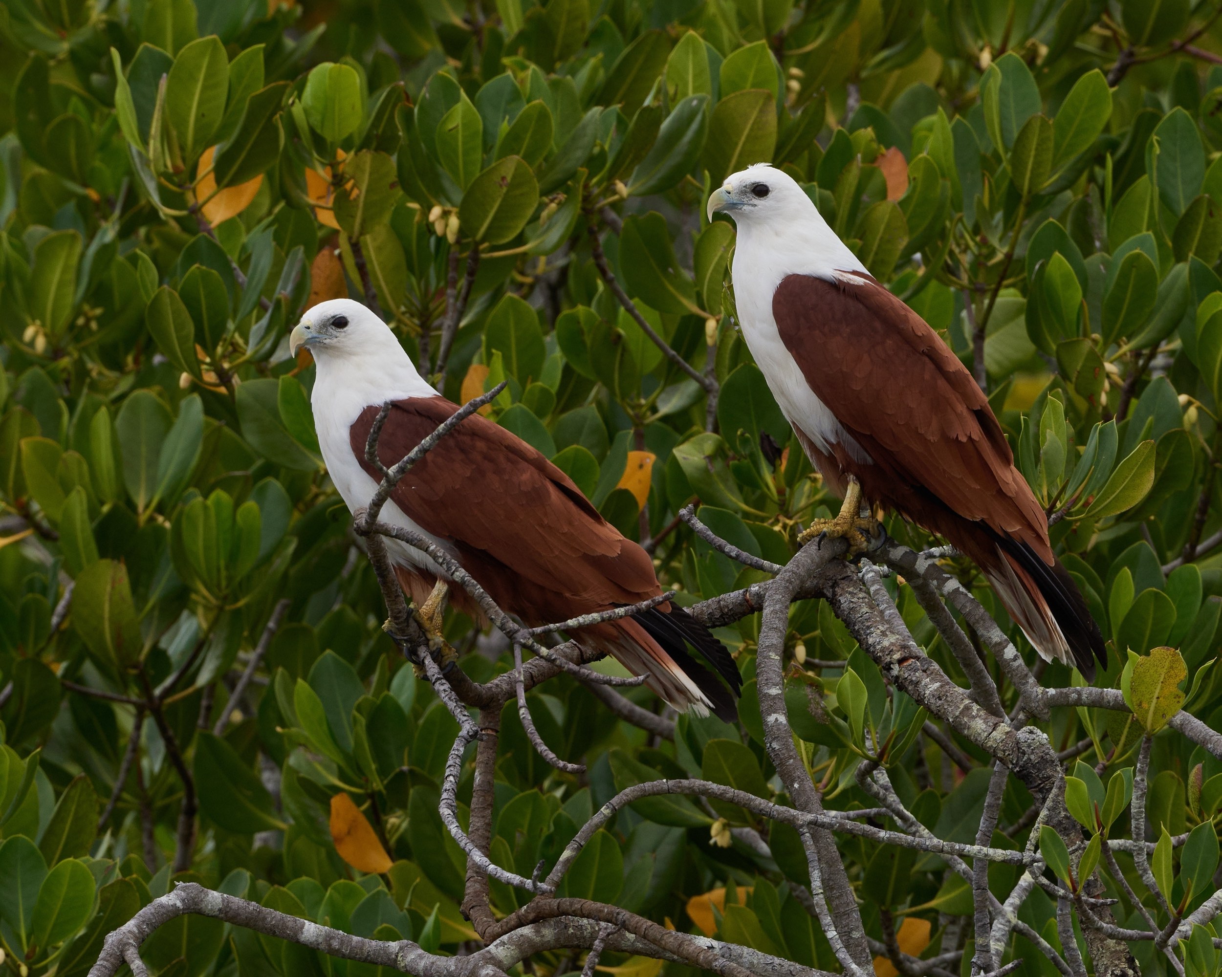 A Pair Of Brahminy Kites,