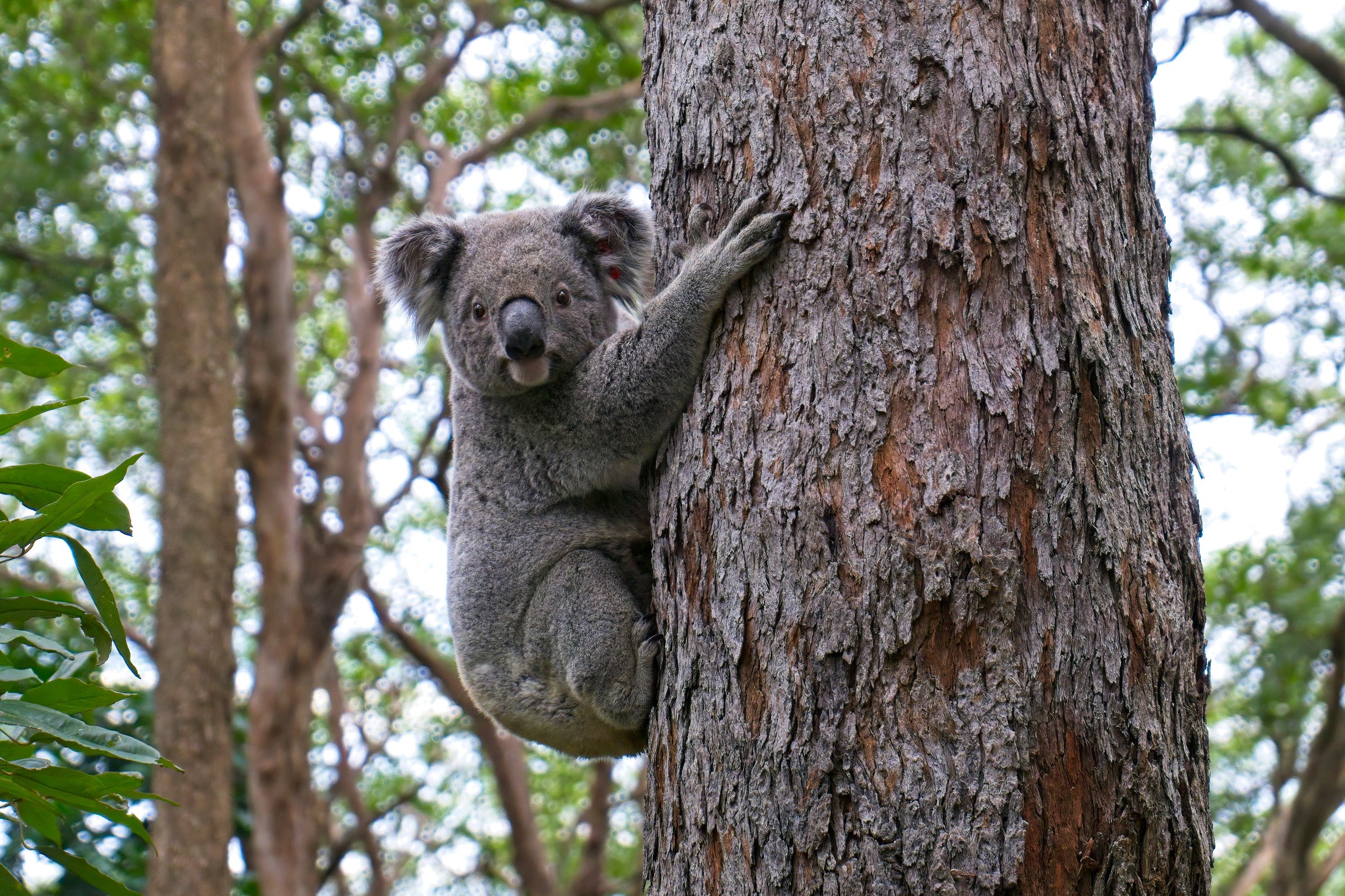 A koala clinging to a tree